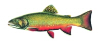 Brook Trout