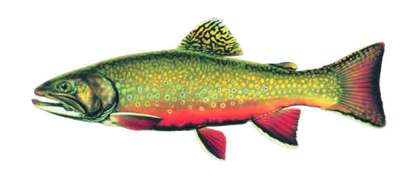 Brook trout male small