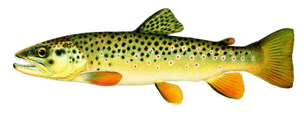 brown trout