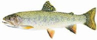 Brook Trout