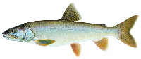 Lake Trout