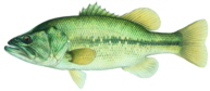 Largemouth Bass