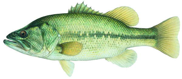 LARGEMOUTH BASS 1