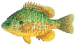 Panfish