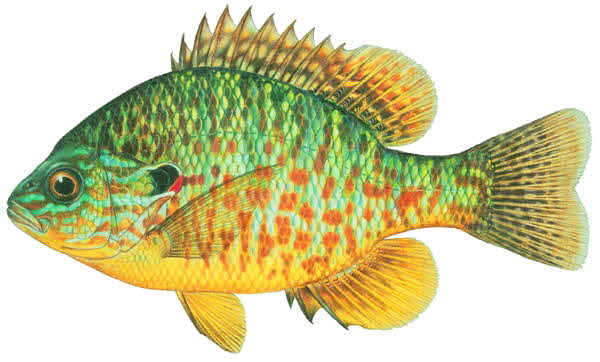 PUMPKINSEED