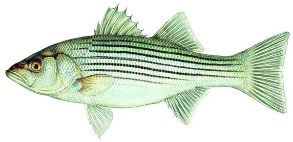 Striper