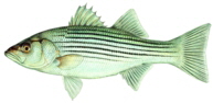 Striped Bass