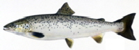 Landlocked Salmon