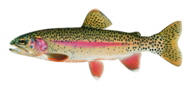 Rainbow Trout